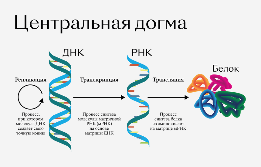 центральная догма молекулярной биологии «ДНК-РНК-белок»