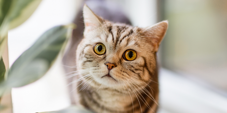 Исследование: кошки не привязываются к своим хозяевам и не нуждаются в них