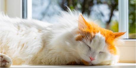 Кошки предпочитают спать на левом боку