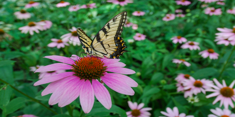 Китайские ученые внедрили гены светлячков в растения, и теперь они светятся в темноте