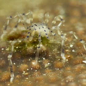 На дне океана обитают «невероятно милые» морские пауки с хоботом, которые питаются метаном