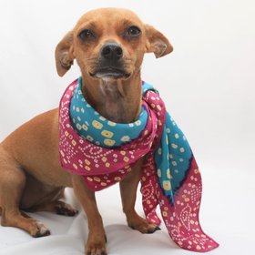 Самый милый блогер: туна — собака с неправильным прикусом – зарабатывает тысячи фунтов стерлингов за пост