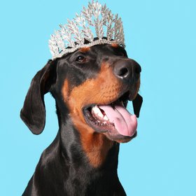 Китаянка клонировала собаку за $22 000