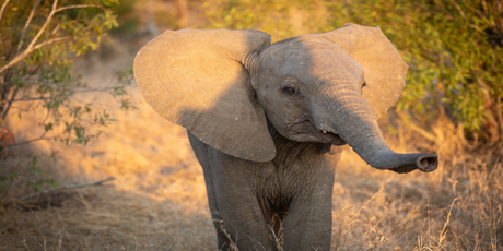 Слонёнок Линь Май из Вашингтонского зоопарка разбил сердца пользователей соцсетей: его мать отвергла детеныша и проявляла к нему агрессию