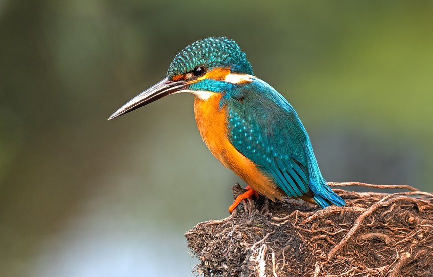 Зимородок. Как начать заниматься бердвотчингом