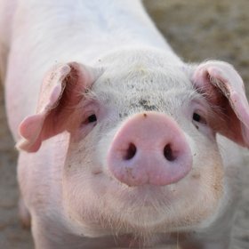 Американский стартап придумал способ получать бекон, не убивая свиней