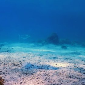 На дне океана нашли новый самый милый вид рыб-улиток