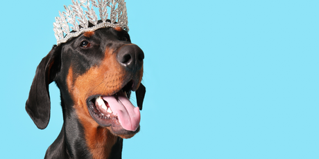 Китаянка клонировала собаку за $22 000