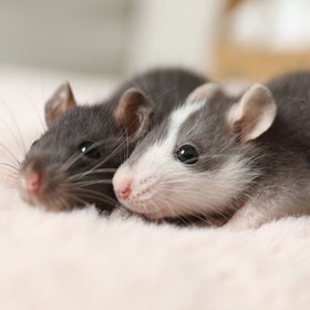 10 дней  — столько могут прожить мухи и мыши, которым сократили количество сна на 90%
