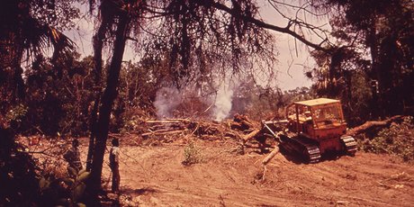 Не эко-френдли: чем опасны авокадо, бананы и кофе