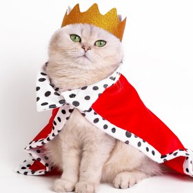 В Индонезии есть «первый кот нации» с личной президентской охраной