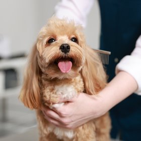 В России появилась первая соцсеть для питомцев. В ней можно помочь найти «потеряшек», заказать грумера и поставить «буп»