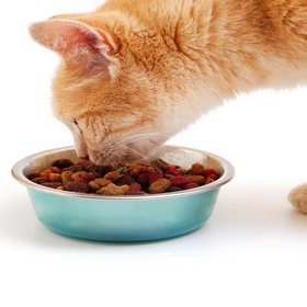 Японские ученые выяснили, почему кошки не доедают свою еду