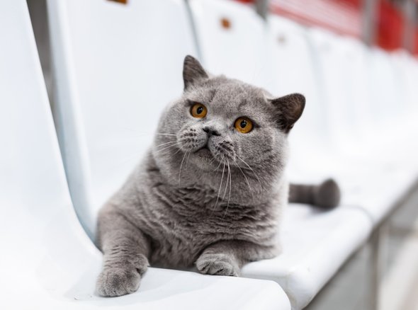 Кот из Беларуси