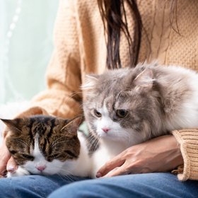 Госдума планирует сделать обязательным чипирование и постановку на учет домашних животных