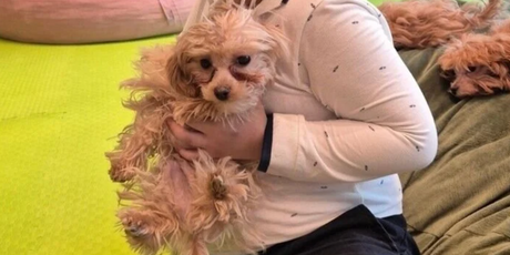 Московская прокуратура проверит развлекательную комнату со щенками мальтипу, открывшуюся в одном из ТЦ