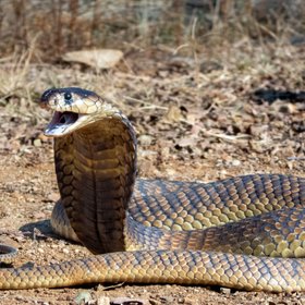 В Барнауле таможенники изъяли «змеиное вино» из моноклевой кобры