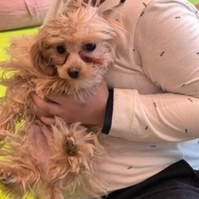 Московская прокуратура проверит развлекательную комнату со щенками мальтипу, открывшуюся в одном из ТЦ