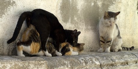"Плохой секс — это хорошо. Для наших генов". Почему эволюция допускает тревожность, депрессию и все другие расстройства