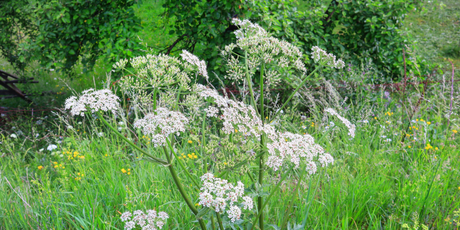 В Санкт-Петербурге научили ИИ выявлять борщевик и уже оштрафовали 8 владельцев земельных участков