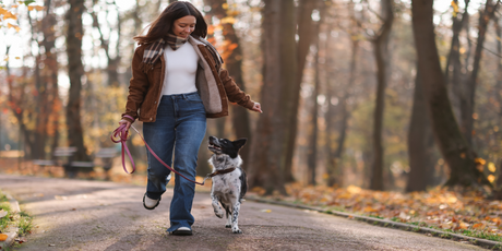 В России предложили ввести налог на выгул собак