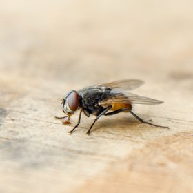 Ученые полностью воссоздали цифровую копию мозга мухи, которая сама принимает решения и управляет виртуальным телом