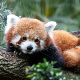 В китайском пятизвездочном отеле работают четыре красные панды