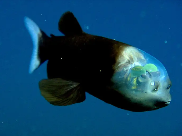  Monterey Bay Aquarium Research Institute
