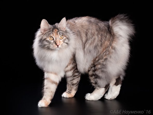 Курильский бобтейл по кличке Серена Золотая Середина