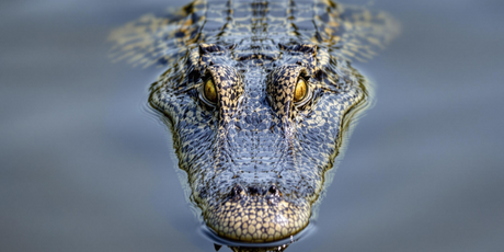 Таможенная служба изъяла две головы крокодила, которые россиянин пытался провезти в чемодане