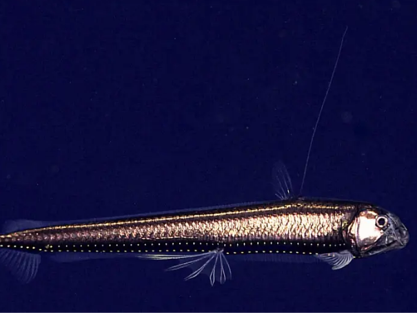 NOAA Ocean Exploration, 2025 Beyond the Blue