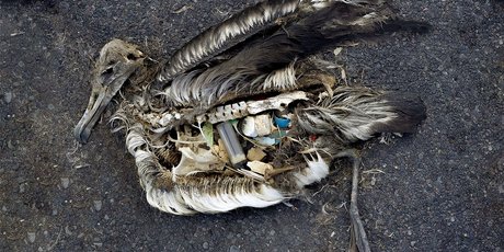 Остановим пластиковое безумие: 10 новогодних подарков, которые не разрушают планету