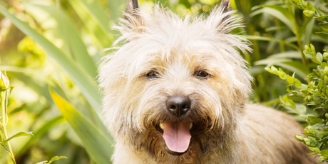 Керн-терьер признан самой красивой породой собак