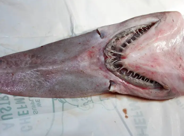  Fairfax Media via Getty Images