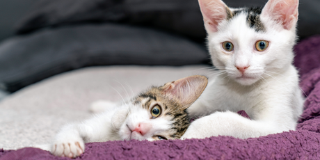 В Турции мужчина после развода будет платить алименты на содержание котов