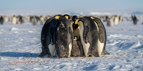 Императорского пингвина и антарктического морского котика признали исчезающими видами животных