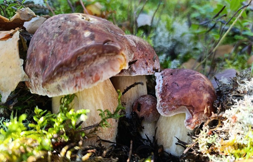 Элина Миронова. Миколог. Лесные грибы