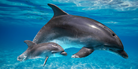 На Кубани спасли краснокнижного дельфина, заплывшего в реку