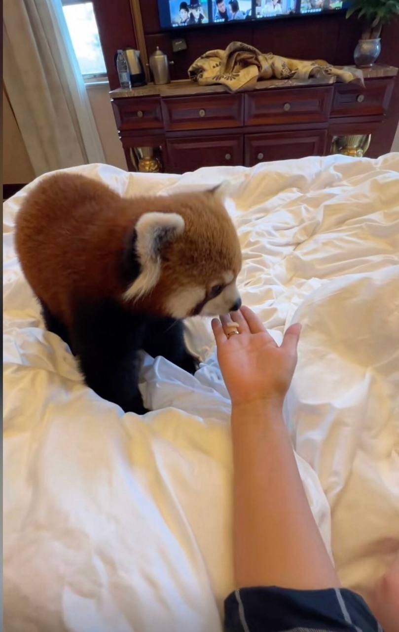 south china morning post