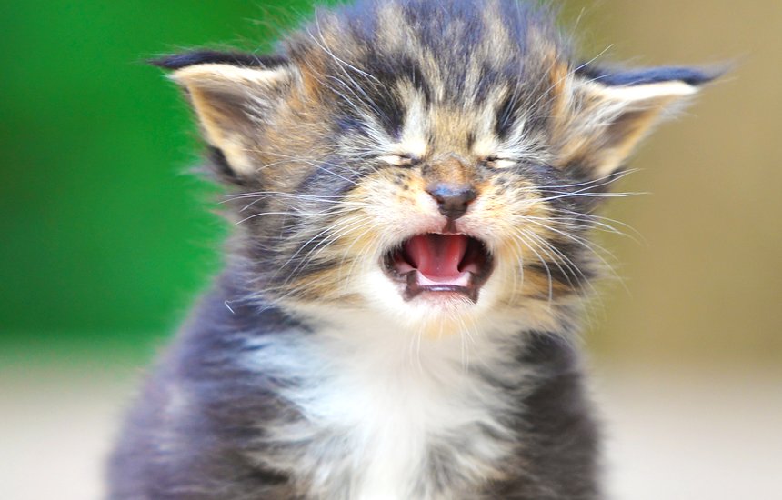 Грустный плачущий котенок. Нытинг