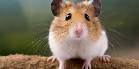 Человек занял седьмое место по моногамности среди млекопитающих