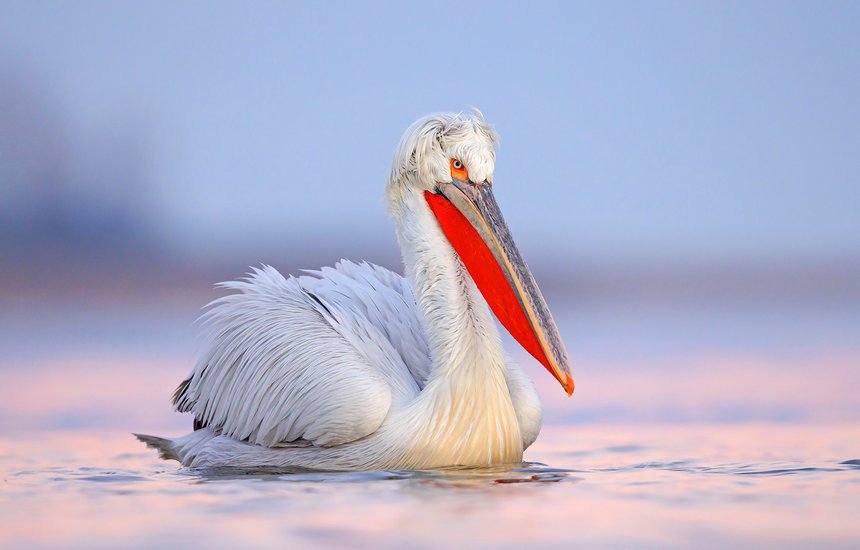 Кудрявый пеликан. Как начать заниматься бердвотчингом