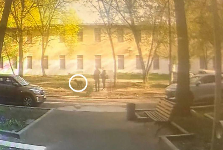 телеграм-канал Mash