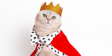 В Индонезии есть «первый кот нации» с личной президентской охраной