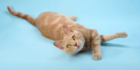 Мужчина из Финляндии взял больничный из-за смерти кота, его уволили, но суд встал на сторону сотрудника