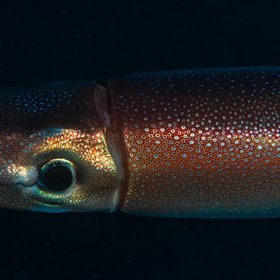 500 кг — вес антарктического гигантского кальмара, которого ученым впервые удалось запечатлеть