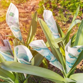 Как оформить пенсионные выплаты, если вы самозанятый