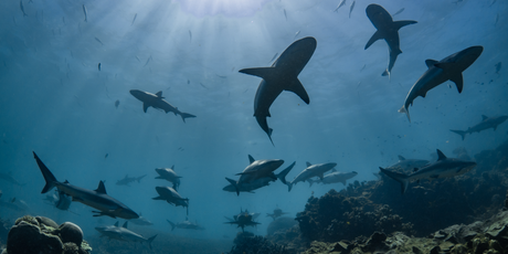 Акулы, оказывается, тоже заводят себе друзей: они предпочитают дружить с женскими особями, схожих с ними размеров