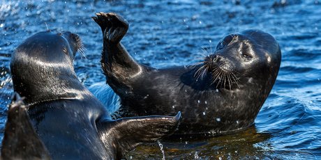 Байкальские нерпы и солнечные батареи: 5 коротких курсов для тех, кто хочет разобраться в экологии