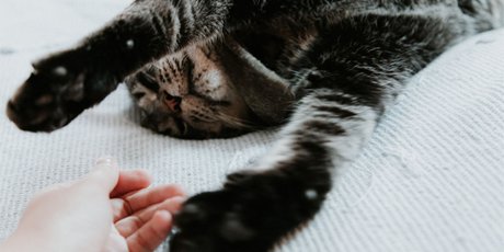 100 удовольствий на каждый день: целовать пузико кота, кайфовать от новых знаний и ржать от души
